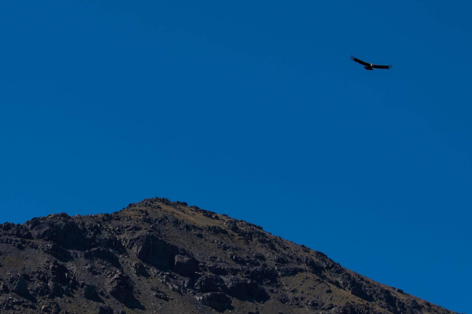 Noi Puma Lodge Machalí Exteriör bild